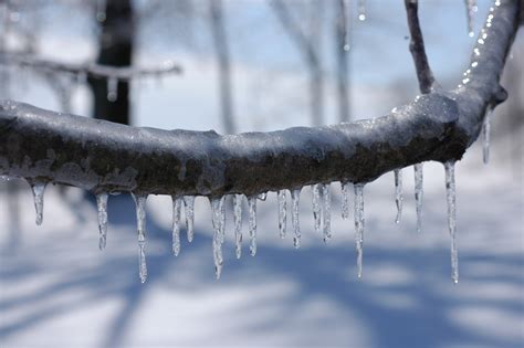 Free Images Tree Water Nature Outdoor Cold Winter White Leaf