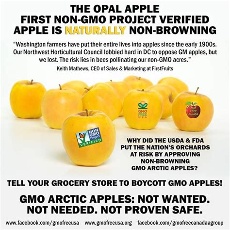 Gmo Arctic Apples Not Wanted Not Needed Not Proven Safe Buy Only