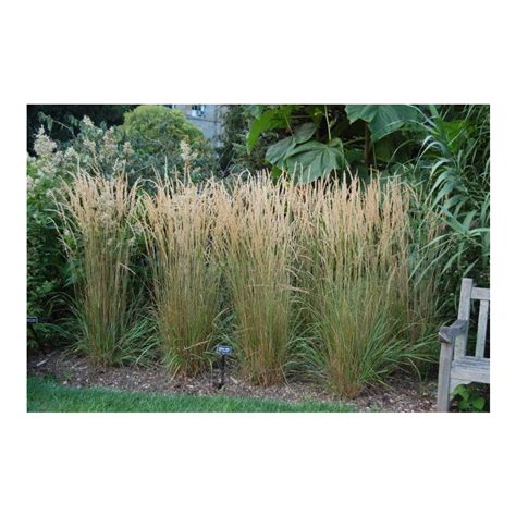 Calamagrostis X Acutiflora Karl Foerster Karl Foerster Feather Reed Grass Broken Arrow Nursery