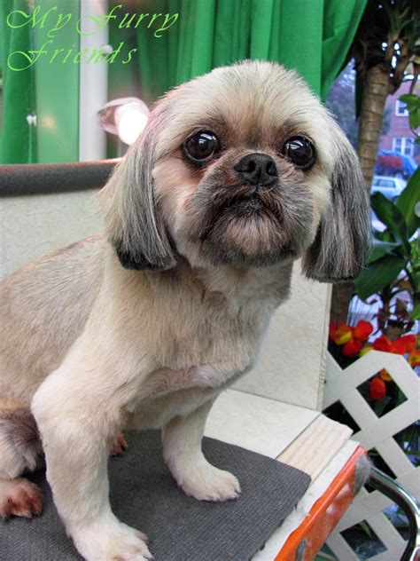 Pet Grooming The Good The Bad And The Furry Shih Tzu Day