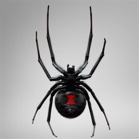 Black Widow Spider 3d Model