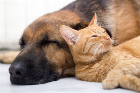 Cat And Dog Sleeping Together Stock Photo Download Image Now Istock