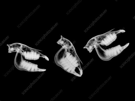 Animal Skull X Ray Stock Image F0309560 Science Photo Library