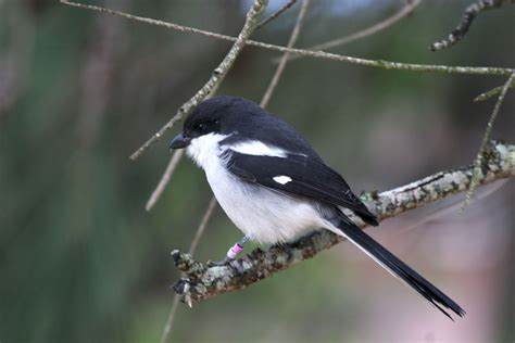 We did not find results for: Avise's Birds of the World