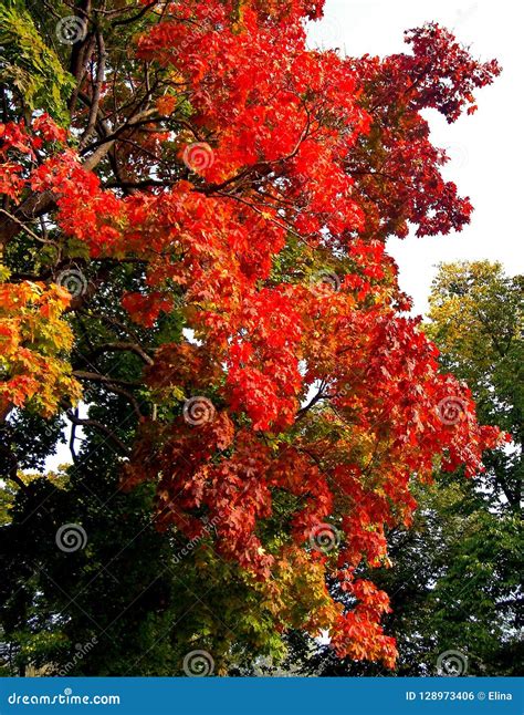 Autumn Maple Trees In Fall City Park Stock Photo Image Of Furniture