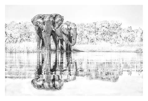 Bw Wildlife Print Of Bull Elephants Drinking By Dave Hamman African
