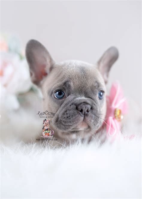 Blue Fawn Frenchie French Bulldog Breeder Florida 227 D Teacup