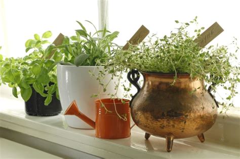 Infographic Create An Indoor Fragrant Herb Garden Earth911