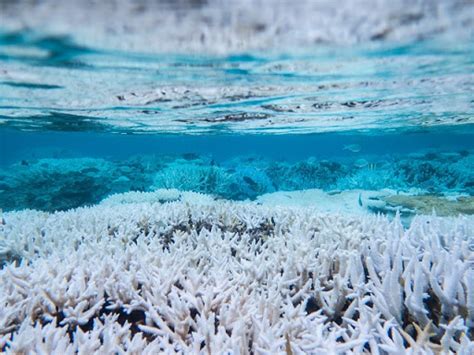The Great Barrier Reef Experiences A New Threatening Coral Bleaching Event