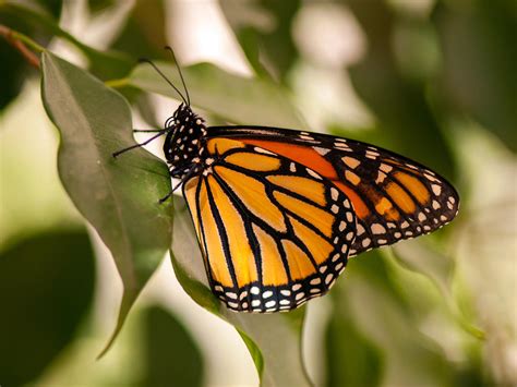 Perched Monarch Butterflies Cbs News
