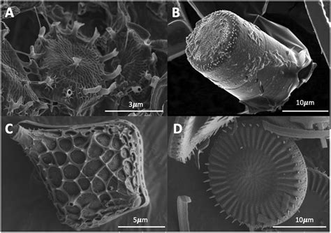 A Review On Diatom Biosilicification And Their Adaptive Ability To