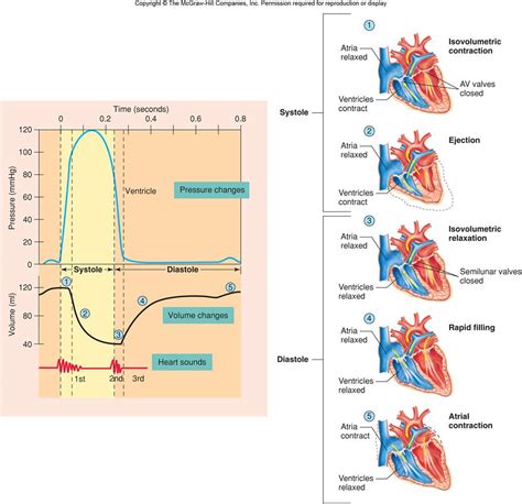 Fases Del Ciclo Cardiaco Portafolio De Evidencias De Fisiología Humana