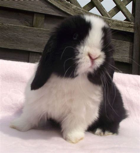 Black Dutch Split Mini Lop Baby Rabbit Reserved Gravesend Kent