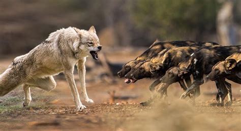 African Wild Dogs Vs Coyote Fight Comparison Who Will Win