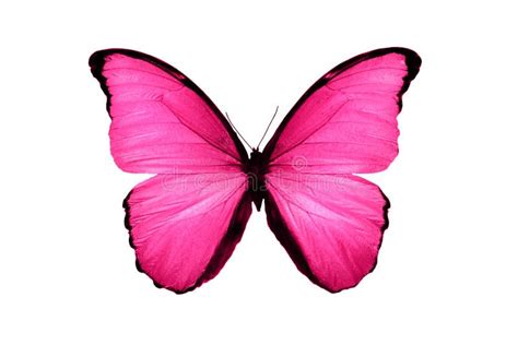 64 108 Pink Butterfly Stock Photos Free Royalty Free Stock Photos