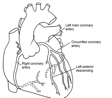 Common carotidsubclavianexternal carotidinternal carotidvertebralbasilarthyrocervicalinternal thoracicanterior intercostalposterior. Normal Coronary Arteries - Pediatric Heart Specialists