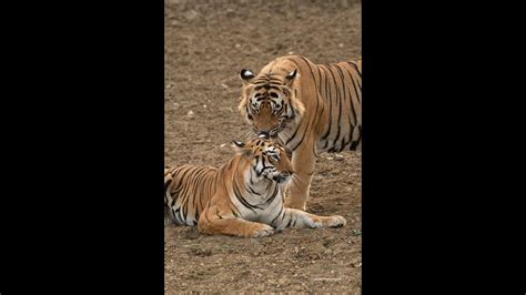 Courting Tigers YouTube