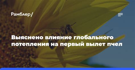 Выяснено влияние глобального потепления на первый вылет пчел - Рамблер ...