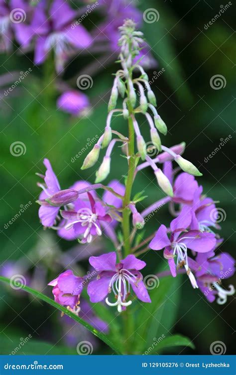 Flowering Epilobium Angustifolium Stock Photo Image Of Natural