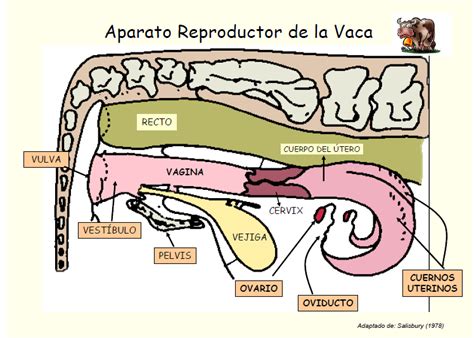 Sistema Reproductor De La Vaca Y El Toro Webscolar