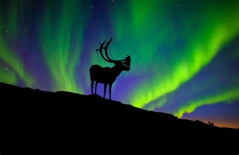 Silhouette Of A Caribou With An Aurora In The Background Imgur