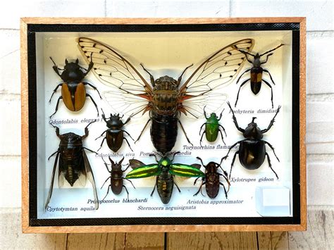 Insect Display Box Frame Display Case Bug Insect 9 Etsy