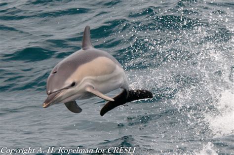 Common Dolphin Delphinus Delphis Artie Kopelman Flickr