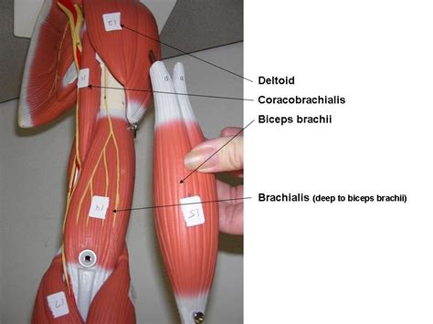 Chest and Arm Muscles Labeled Models - Biceps brachii, Deltoid