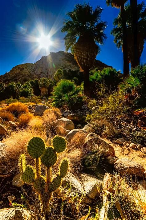 Sunlight On Desert Oasis Joshua Tree National Park Ca Stock Image