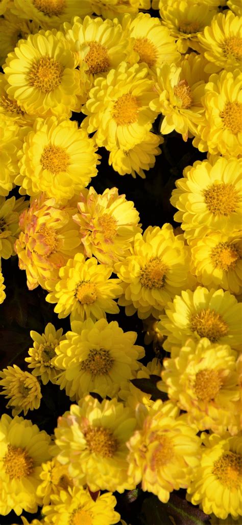 Yellow Flower Hd Wallpapers Wallpaper Cave