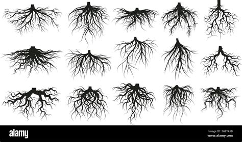 Tree Root System Underground Growing Plants Stems Branched Roots
