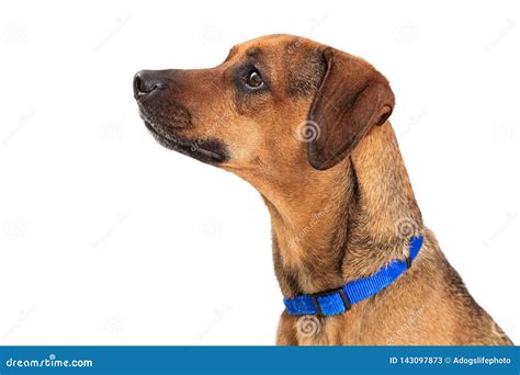 Closeup Brown Dog Facing Side Stock Image Image Of Side Small 143097873