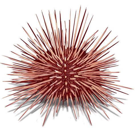 Sea Urchin Drawing At Getdrawings Free Download