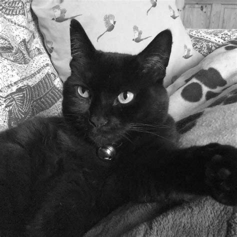 Black Cat Pet Services Grimsby