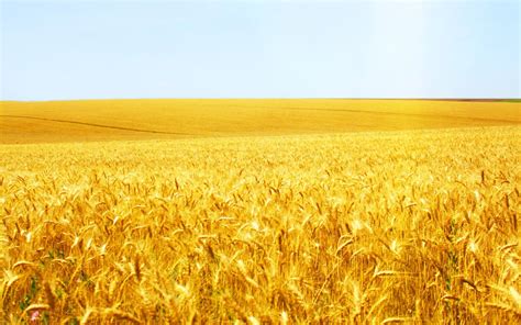 Wheatfield Wallpapers Wallpaper Cave