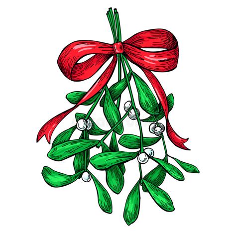 Mistletoe With Red Bow Christmas Decor Plant Hand Drawn Vector Stock