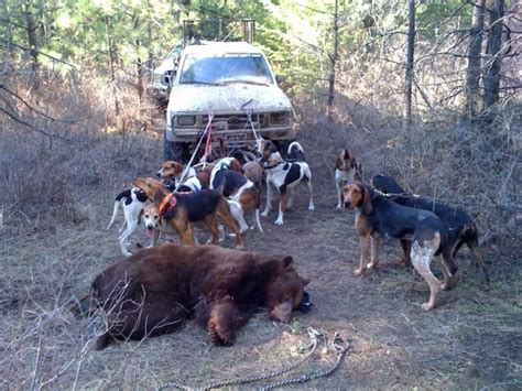Bear Hunting Dogs