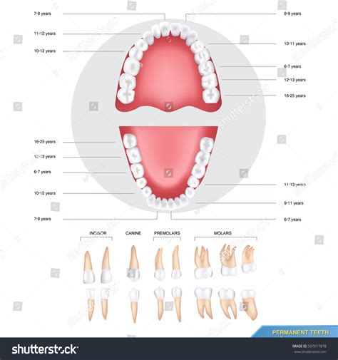 permanent teeth stock vector 507017878 shutterstock