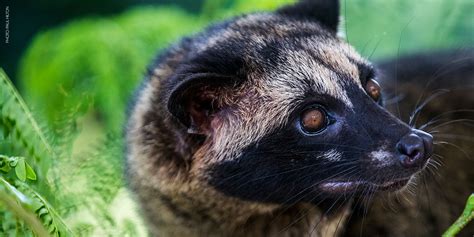 Wildlife Fact Sheet Asian Palm Civet Rainforest Action Network