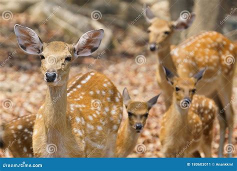 Female And Fawn Sika Deer Stock Image Image Of Forest 180603011
