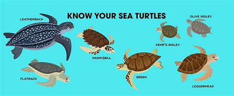 Know Your Sea Turtles Guyana Chronicle