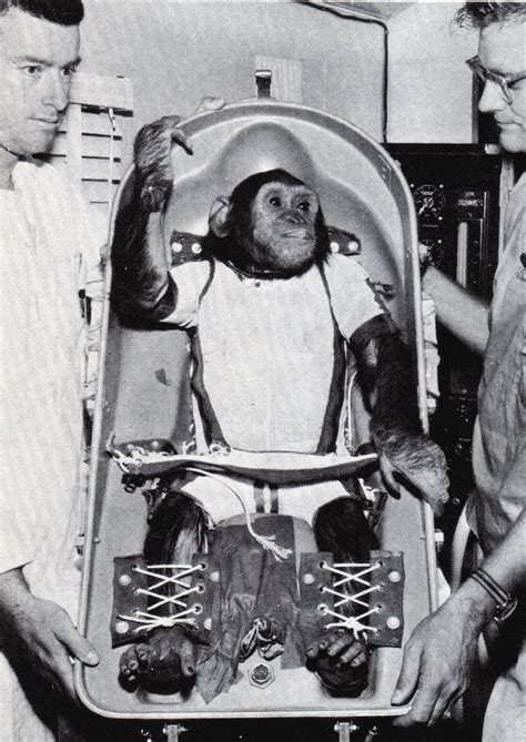 Meet Enos The First Chimpanzee To Orbit The Earth