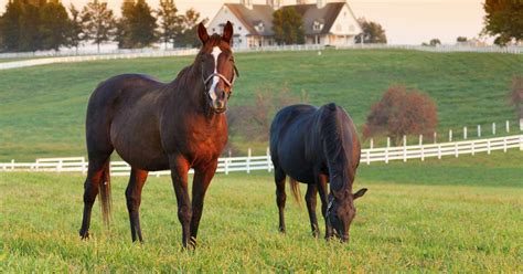 Kentucky Horse Council Announces February Kena Speaker Aspca Right Horse