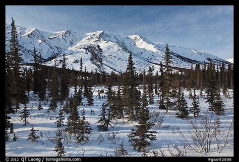 Picturephoto Boreal Forest And Brooks Range In Winter Gates Of The