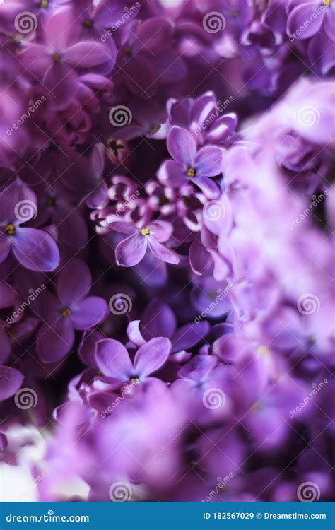 Purple Spring Lilac Violet Flowers Stock Image Image Of Leaves Petal