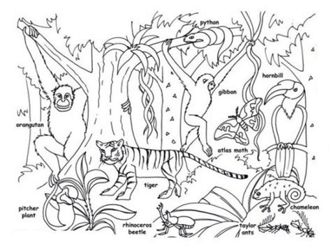 Lively Woods And Jungle Animals Coloring Pages Rainforest Animals