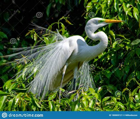 Beautiful Birds And Their Graceful Posture Stock Image Image Of Arte