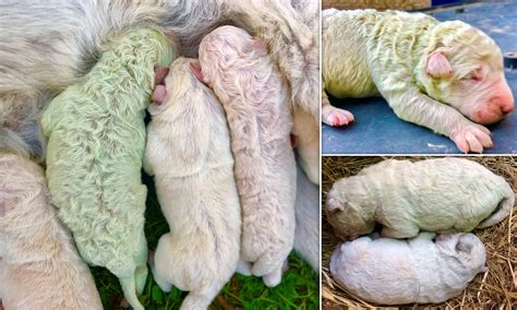 Images Of Puppies In The Womb Extraordinary Images Of Dog Embryos As