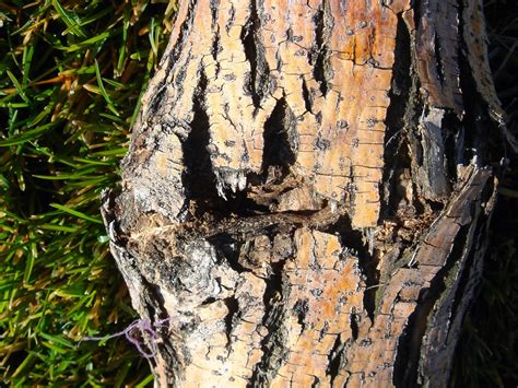 Jeffco Master Gardeners Lilac Ash Borer Does Not Equal Emerald Ash