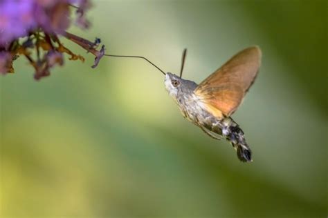Have You Seen A Hummingbird Moth Here Are 10 Facts That Will Amaze